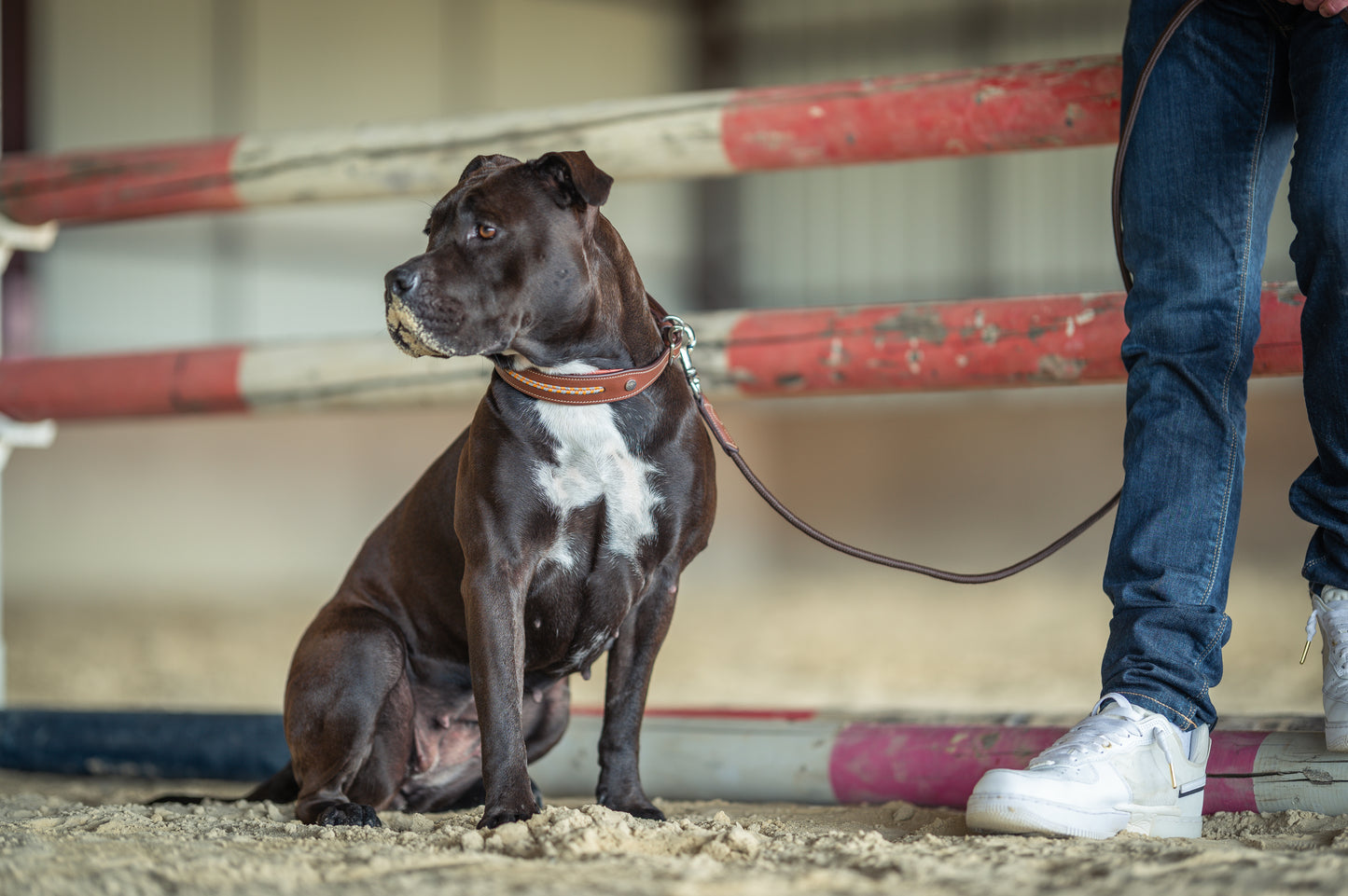 Signature by Antares Dog Collar
